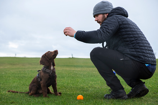 Two dogs breed Cane Corso Italiano sits on the green grass