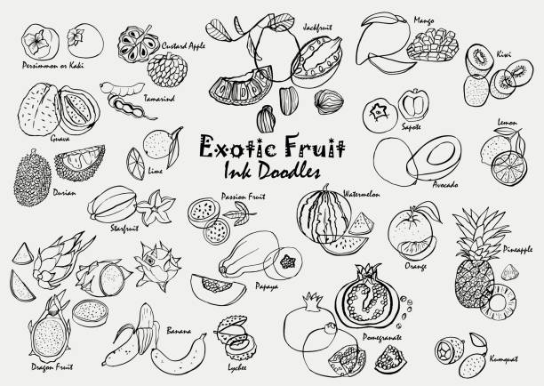 Exotic fruit ink drawing doodle vector icon set. Hand-drawn tropical fruit line art collection. Exotic fruit ink doodle vector icon set. Hand-drawn tropical fruit line art collection. citron stock illustrations