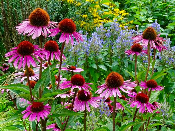 istock Beautiful purple and orange echinacea flowers 1319779547