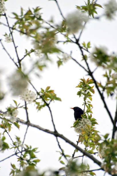 istock A blackbird sits in a blossoming cherry tree in summer 1319780078
