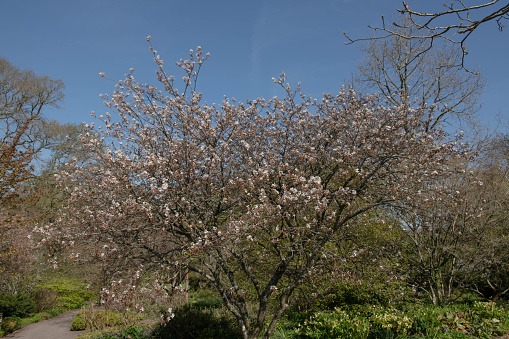 Amelanchier bartramiana is a small Deciduous Tree or Shrub with Blossom in Spring