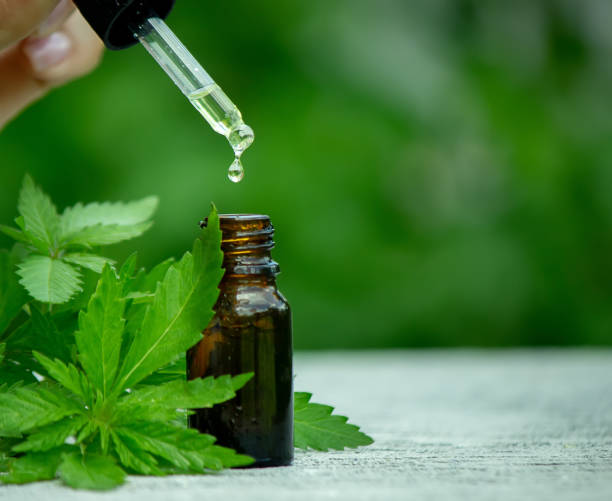 istock Cannabis herb and leaves for treatment broth, tincture, extract, oil. 1319782071