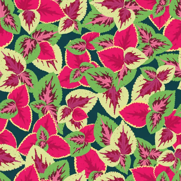 Vector illustration of Foliage seamless pattern, leaves of coleus blume, pink and crimson. bright, juicy vector pattern