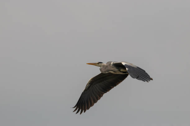 istock Flying heron in the blue sky 1319783339