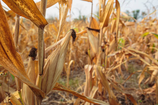 istock Ears of corn forage in the corn field 1319783387