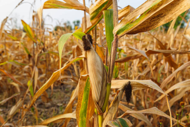 istock Ears of corn forage in the corn field 1319783408