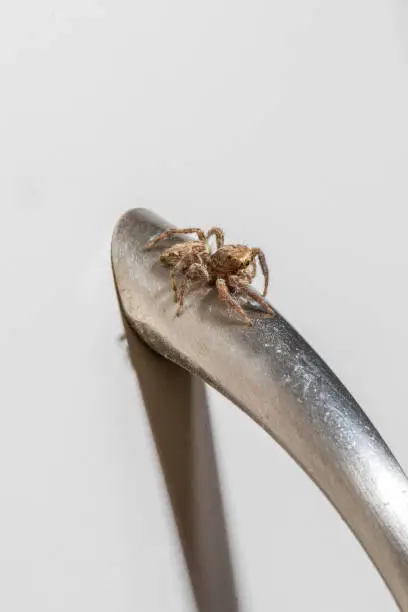 Macro photo of a spider on a metal door handle at light gray background