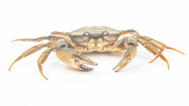 istock yellow sea crab on white background 1319784540