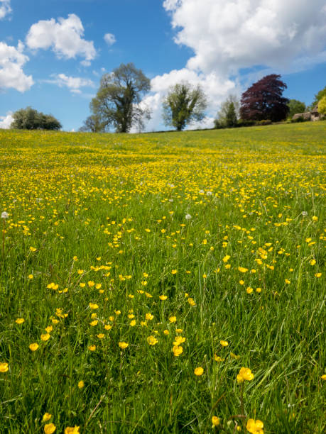 istock Buttercups In A Field On A Summers Day 1319784917