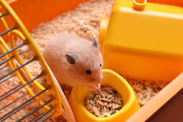 Cute little hamster eating seeds, closeup view Cute little hamster eating seeds, closeup view rodent bedding stock pictures, royalty-free photos & images