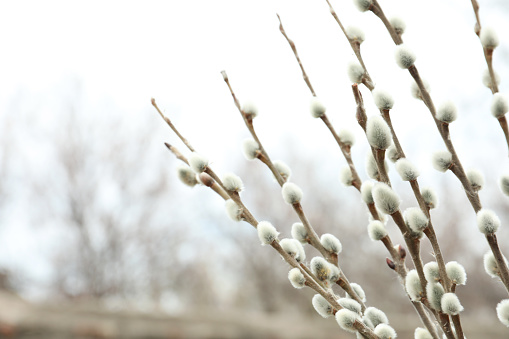 Beautiful fluffy catkins on willow tree outdoors, closeup. Space for text