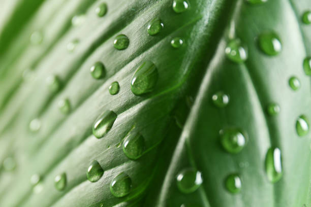 istock Green leaf with dew drops as background, closeup 1319789245