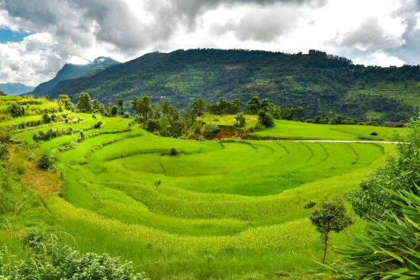 istock Rice terraces in countryside in Nepal 1319789257