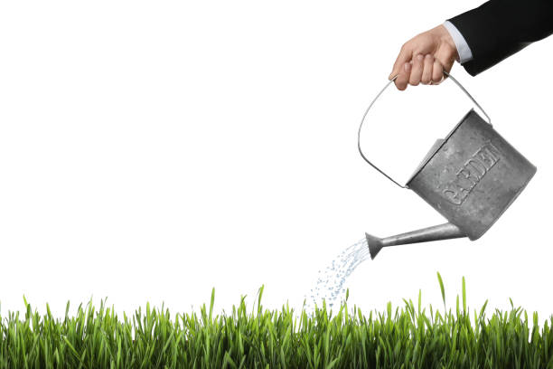 istock Man watering green grass against white background, closeup 1319789297