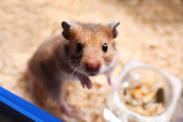 Syrian hamster isolated on white background