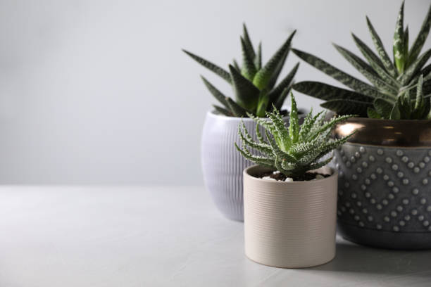 istock Beautiful potted houseplants on light background. Space for text 1319790156