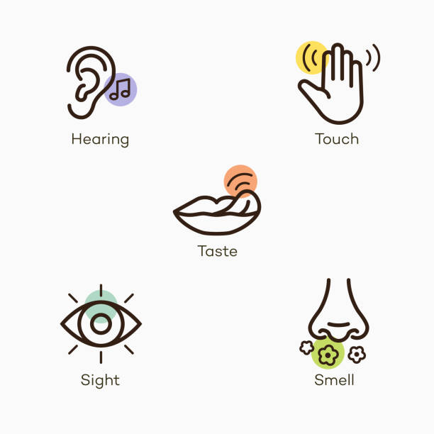 ilustrações, clipart, desenhos animados e ícones de ícones simples com sotaque colorido para os cinco sentidos humanos básicos - audição, toque, paladar, visão e olfato - provando