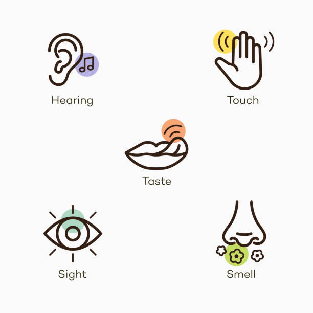 Simple icons with color accent for the basic five human senses - hearing, touch, taste, sight and smell Simple icons with color accent for the basic five human senses - hearing, touch, taste, sight and smell. Easy to use for your website or presentation. sensory perception stock illustrations