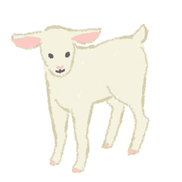 illustrations, cliparts, dessins animés et icônes de illustration d’agneau - gigot fond blanc