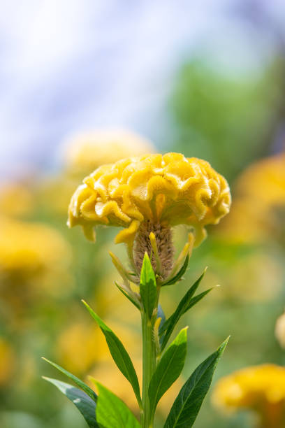Bright yellow flowers bloom amidst lush green foliage, creating vibrant and lively scene. flowers stand tall, showcasing their unique shape and texture, adding cheerful touch to landscape