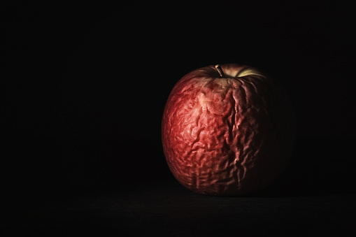 Withered skin of a rotten apple with the dark background. old fruit becomes dehydrated. life and dead concept. low key still life.