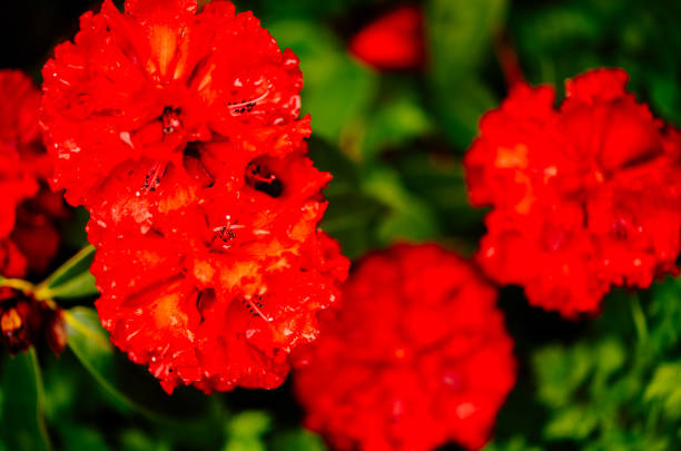 Rhododendron flower in late Spring.