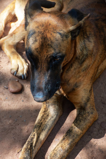 istock stray dog, sad and hungry 1319793217
