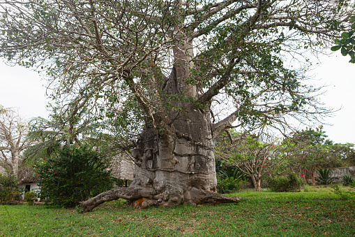 Large baobab which 1608 years, Zanzibar, Tanzania