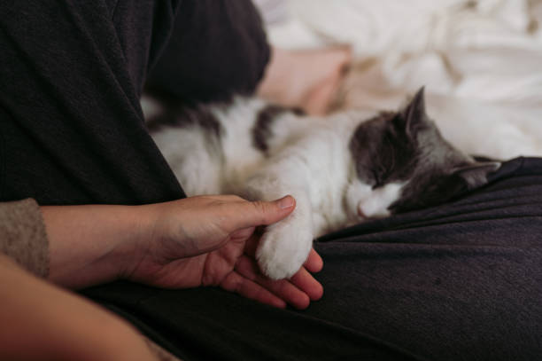 istock Cat comfortably lying between woman's legs and holding her hand 1319794639