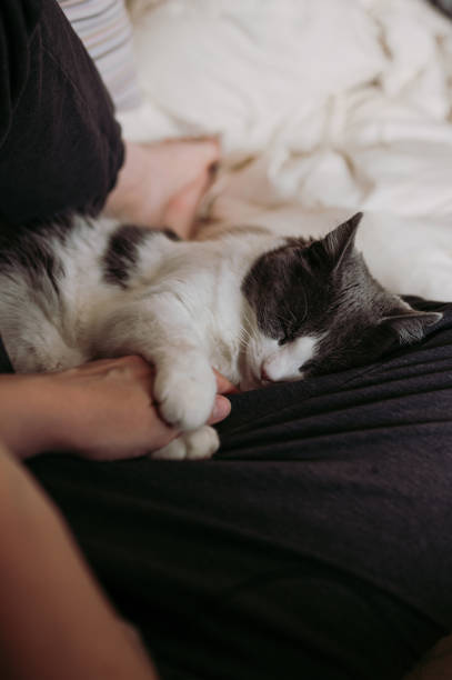 istock Cat comfortably lying between woman's legs and holding her hand 1319794640