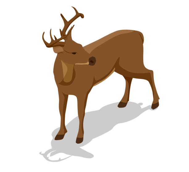 등등 측정 사슴 전면 보기 그림입니다. 흰색 배경에 고립 된 자랑 스러운 고귀한 사슴 남성 - stag deer doe cartoon stock illustrations