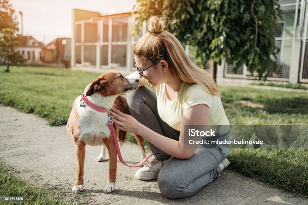 Dog shelter Young adult woman playing with dogs in animal shelter. She wants to adopt one dog. Dog Stock Photo