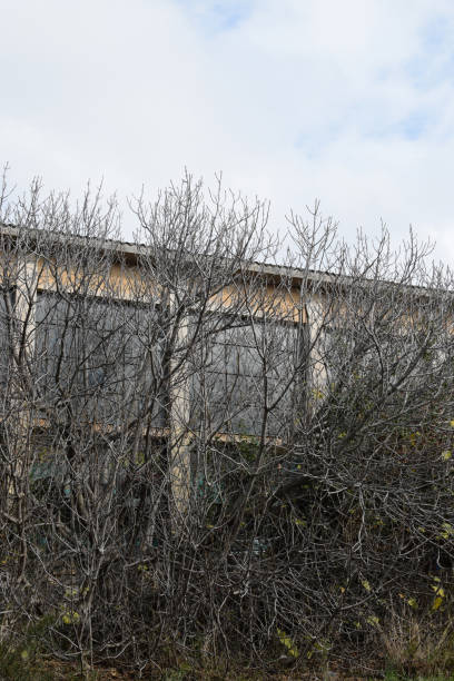 istock abandoned building obscured by overgrown trees 1319800547