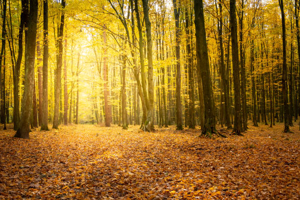 istock Sunlight in the autumn forest and fallen leaves 1319800754