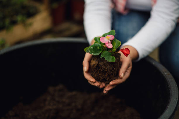 A close-up photo of a garden flower seedling taken from a big flower pot.