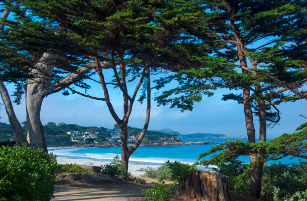 istock Pacific Costal View with wind blown cypress trees-Carmel California 1319802594