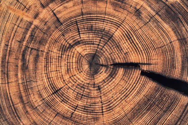 istock rustic table with a pattern of annual rings. wood texture cut stump background 1319803003