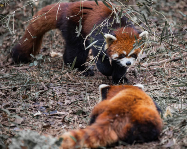istock Ailurus fulgens red panda 1319803723