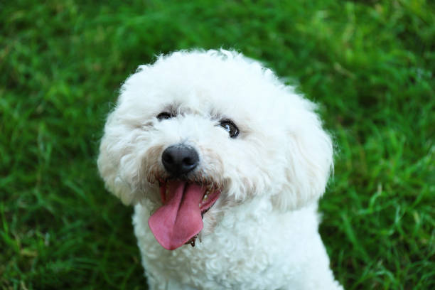 istock Cute fluffy Bichon Frise dog 1319803776