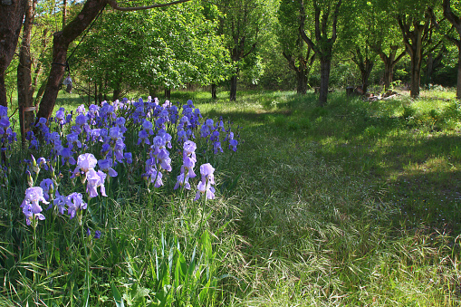 Group of purple irises on a carpet of spring grass (Gard, France)