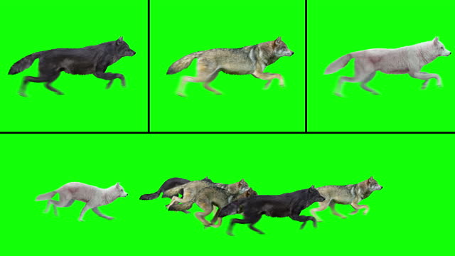 Pack of Wolves Running