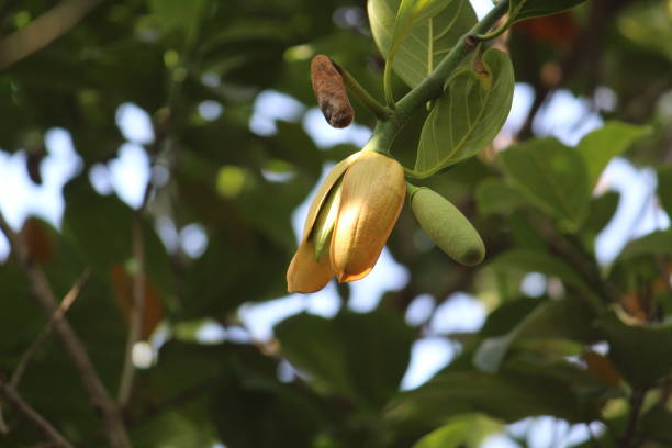 istock Jackfruit Tree and young Jackfruits (Artocarpus heterophyllus). Jackfruit is Delicious sweet fruit 1319804711