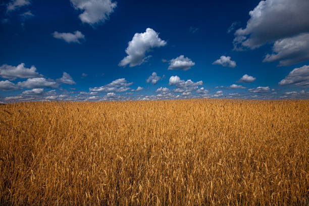 istock Wheat field against a beautiful blue sky 1319804789