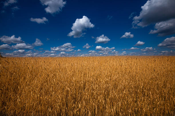 istock Wheat field against a beautiful blue sky 1319804812