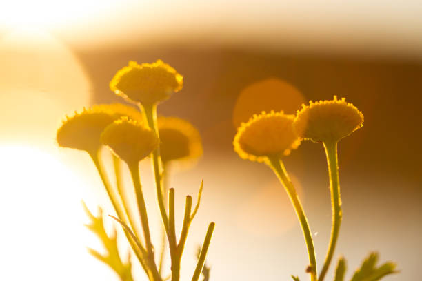 istock Macro shoot of yellow flowers 1319804923