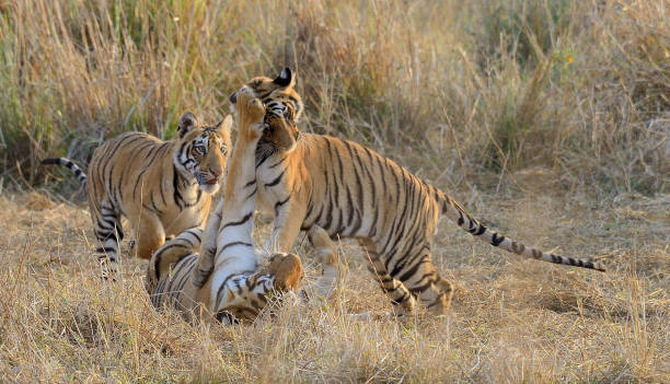 istock Playful Tiger Cubs with Mother 1319805176