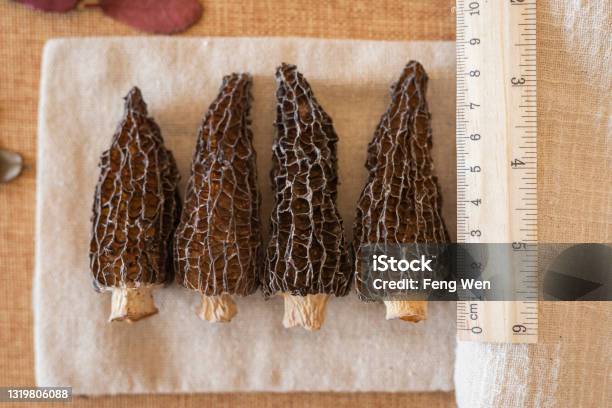 Morchella Morel Wikipedia Stock Photo - Download Image Now - China - East Asia, Color Image, Cut Out