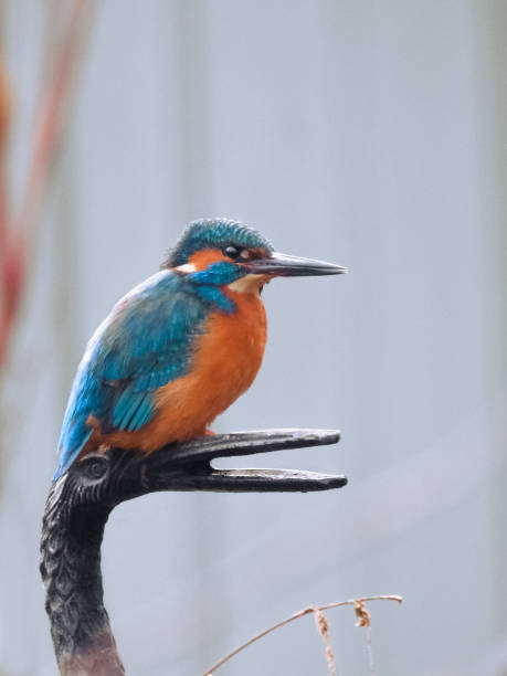 istock Common Kingfisher on Garden Ornament 1319806212