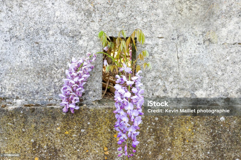 Wisteria in the wall in Chatellerault (86) Vienne Department Stock Photo