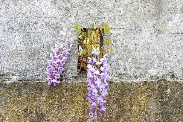 Wisteria in the wall in Chatellerault (86) stock photo